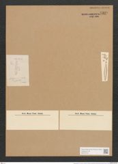 Synedra affinis var. curta Grun. (de-Toni-Nr.: Genus 66, Species 2607) Zeichnungen Sammlung Grunow Nr. 5329 (NHMW-BOT-W0373734)